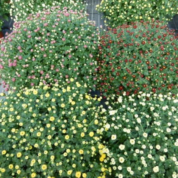 CHRYSANTHEME BOULE