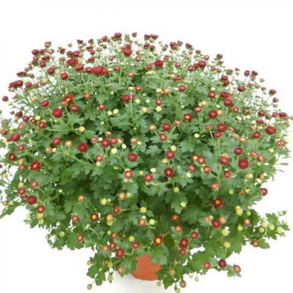 CHRYSANTHEME BOULE