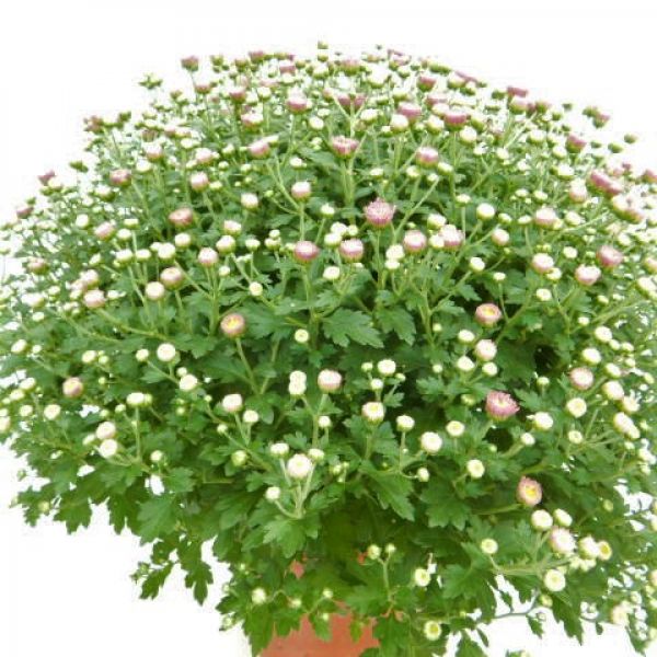CHRYSANTHEME BOULE