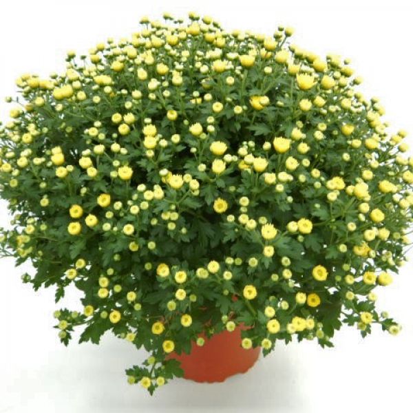 CHRYSANTHEME BOULE