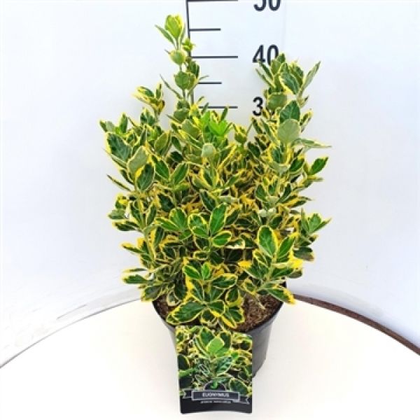 EUONYMUS AUREA