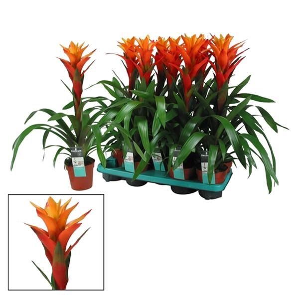 GUZMANNIA VARIADA