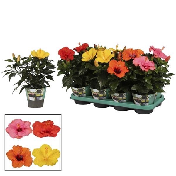 HIBISCUS ROSA-SINENSIS
