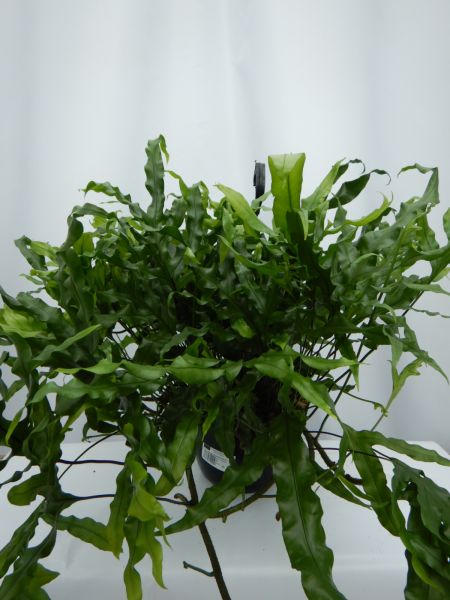 MICROSORUM DIVERSIFOLIA