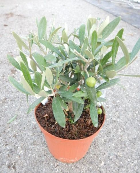 OLEA EUROPAEA TOUFFE