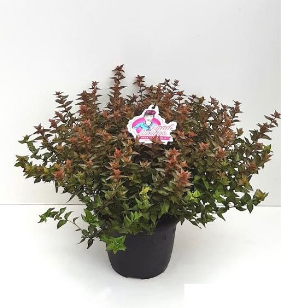 ABELIA GRANDIFLORA