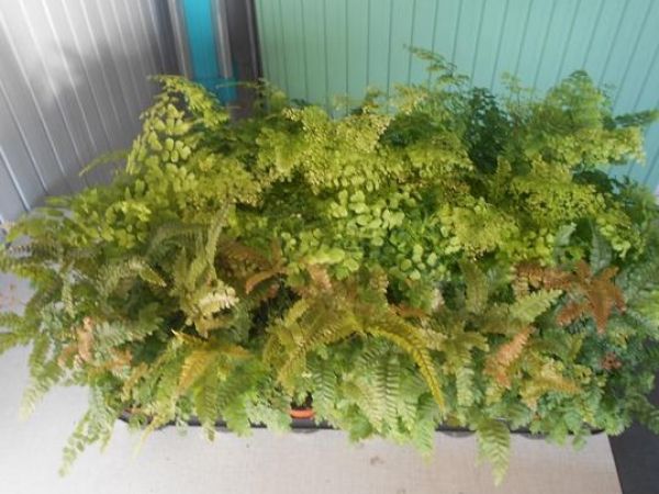 ADIANTUM MIX