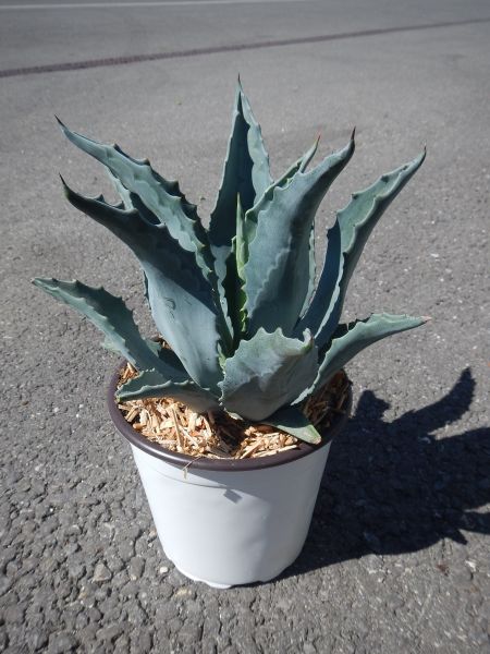 AGAVE AMERICANA