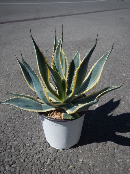 AGAVE AMERICANA