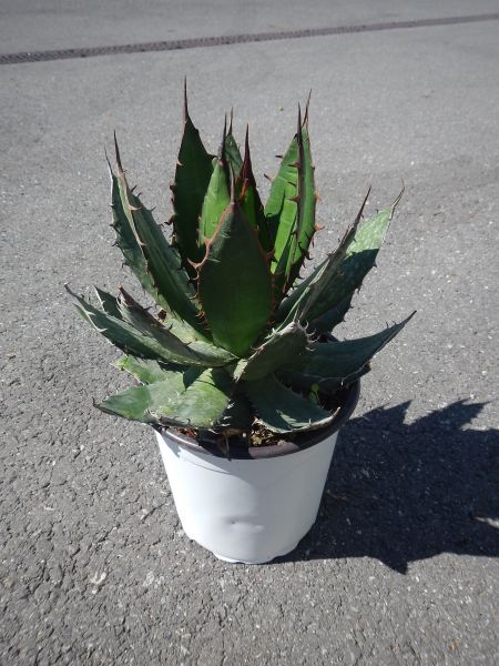 AGAVE HORRIDA