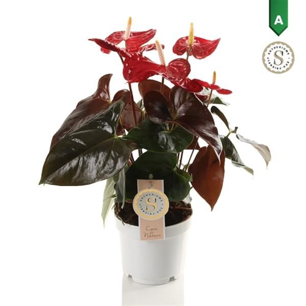 ANTHURIUM CORAL CHAMPION