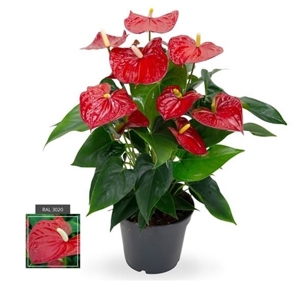 ANTHURIUM SIERRA RED