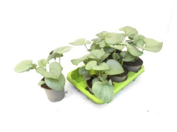 BRUNNERA SILVER