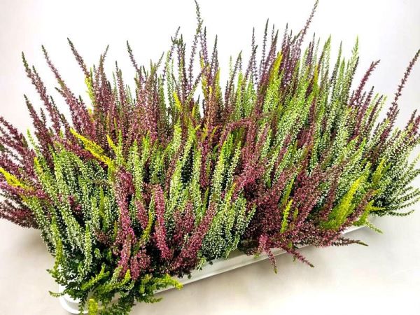 CALLUNA G.G. TRIOGIRLS