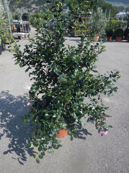 CAMELLIA SASANQUA CLEOPATRA