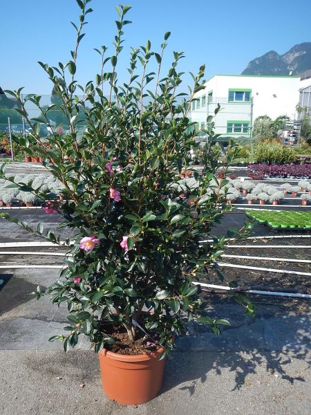 CAMELLIA SASANQUA JENNIFER SUSAN
