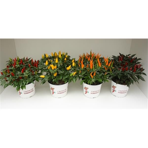 CAPSICUM SOMBRERO
