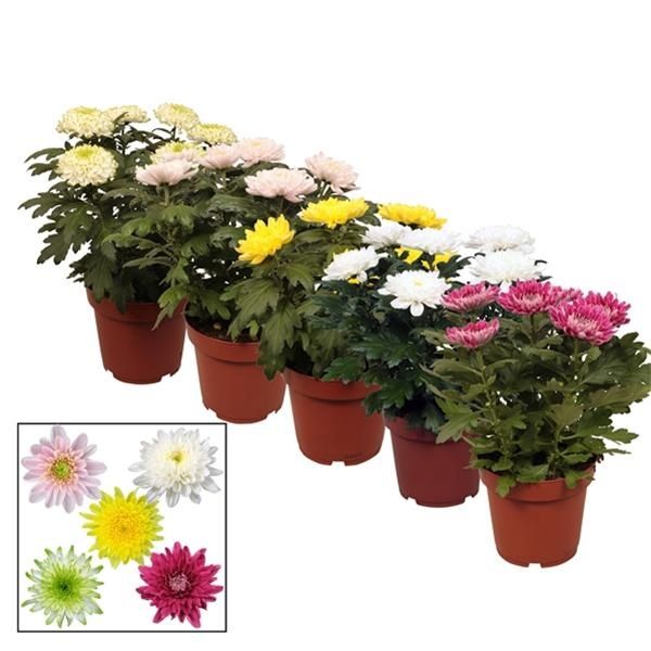CHRYSANTHEME