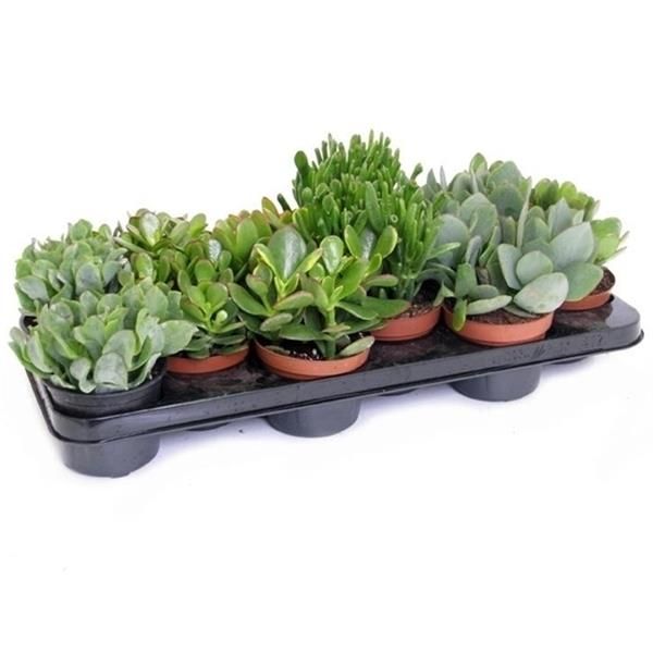 CRASSULA MIX