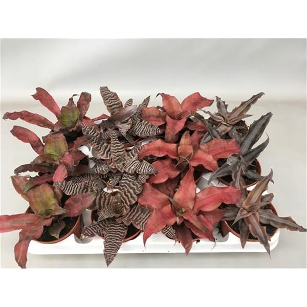 CRYPTANTHUS MIX