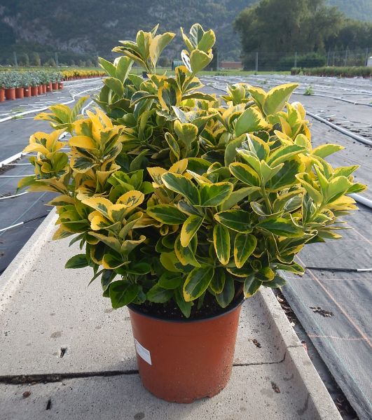 EUONYMUS AUREA