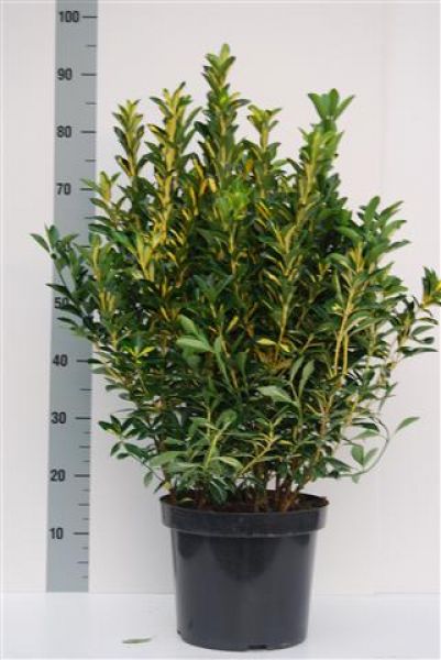EUONYMUS LUNA