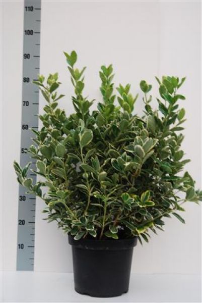 EUONYMUS SILVER QUEEN