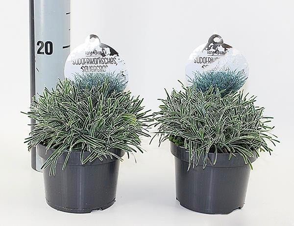 FICINIA TRUNCATA