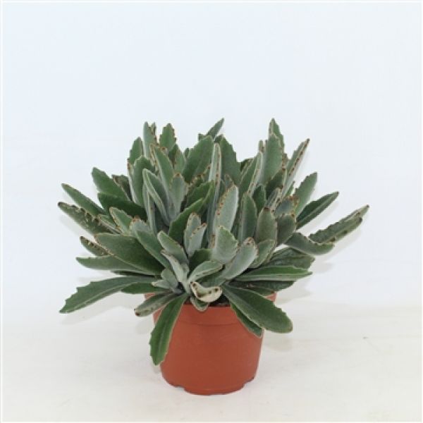 KALANCHOE TOMENTOSA