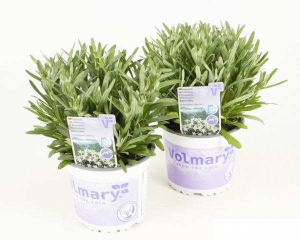 LEONTOPODIUM ALPINUM