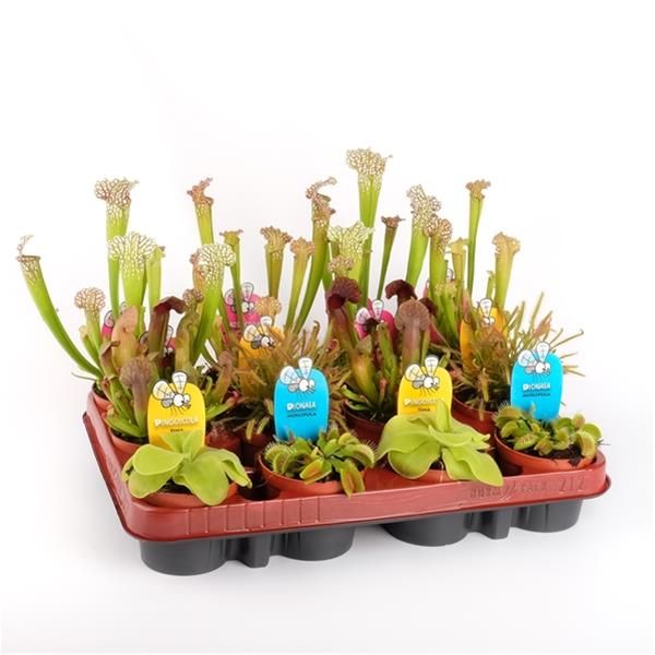 PLANTES CARNIVORES MIX