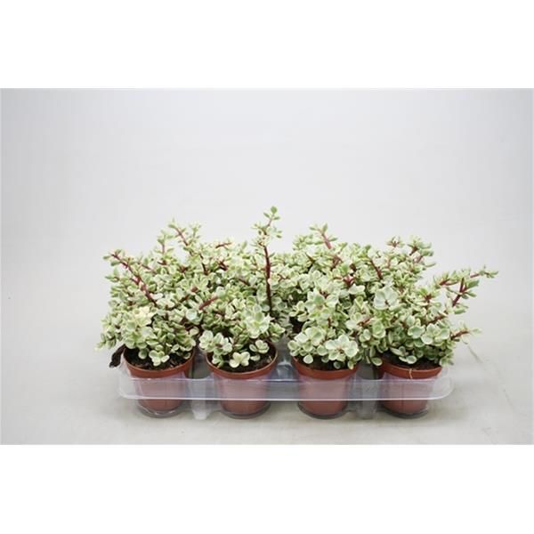 PORTULACARIA AFRA VARIEGATA