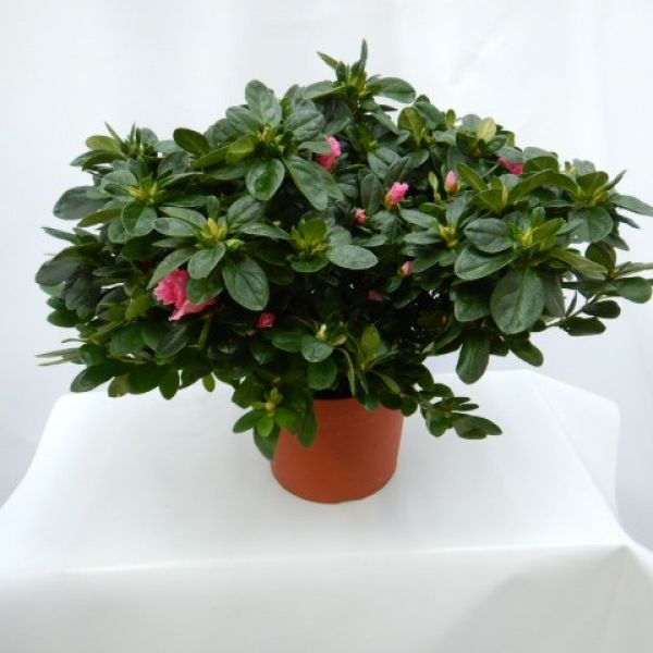 AZALEE POT 15 CM