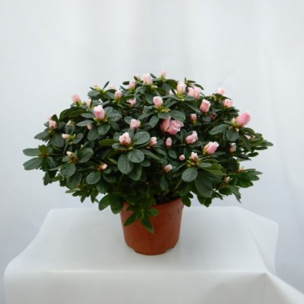 AZALEE POT 21 CM