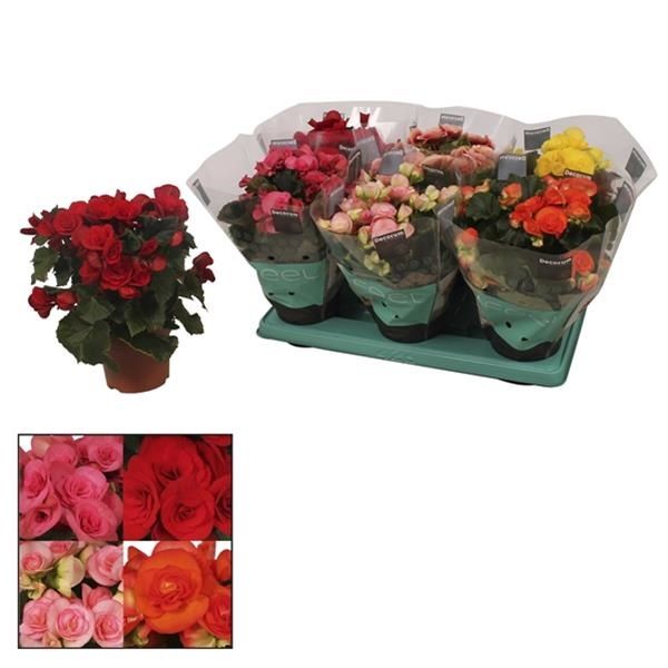 BEGONIA ELATIOR