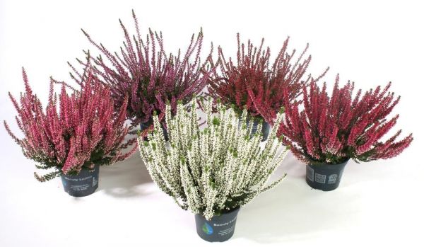 CALLUNA B.L.