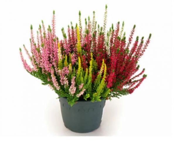 CALLUNA B.L. QUATTRO