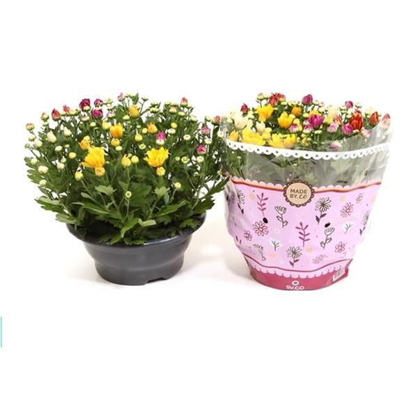 CHRYSANTHEME CARNAVAL