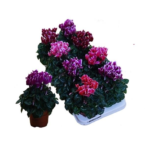 CYCLAMEN FANTAISA