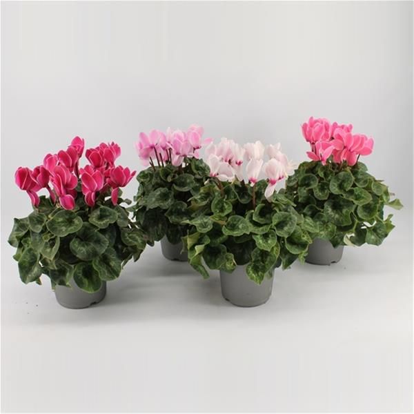 CYCLAMEN PERSICUM