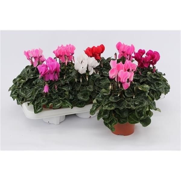 CYCLAMEN PERSICUM MIDI