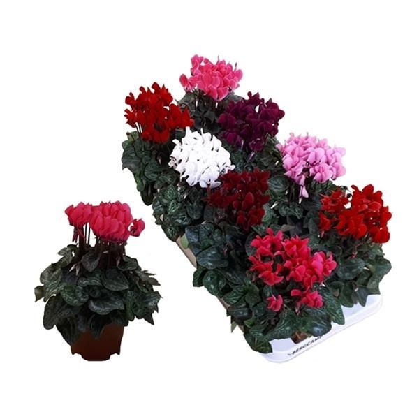 CYCLAMEN SUPER SERIE