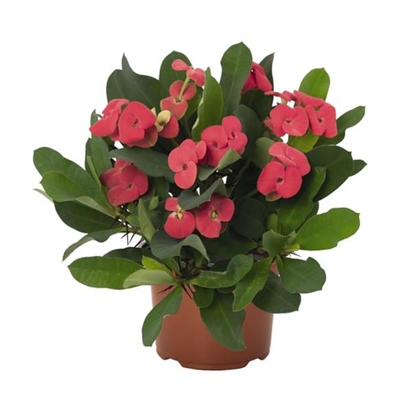 EUPHORBIA MILII
