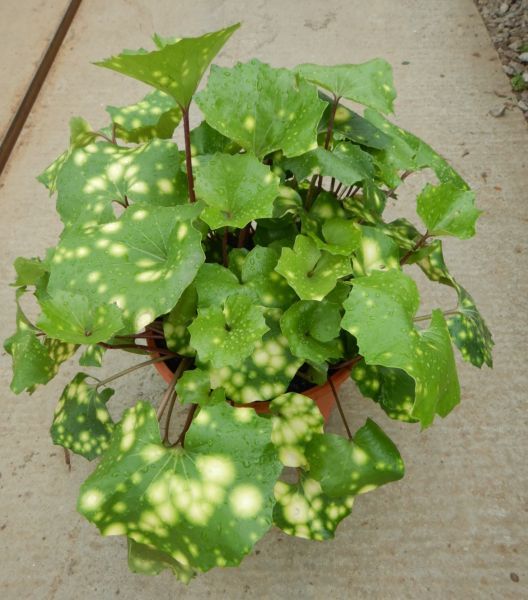 LIGULARIA AUREA MACULATA