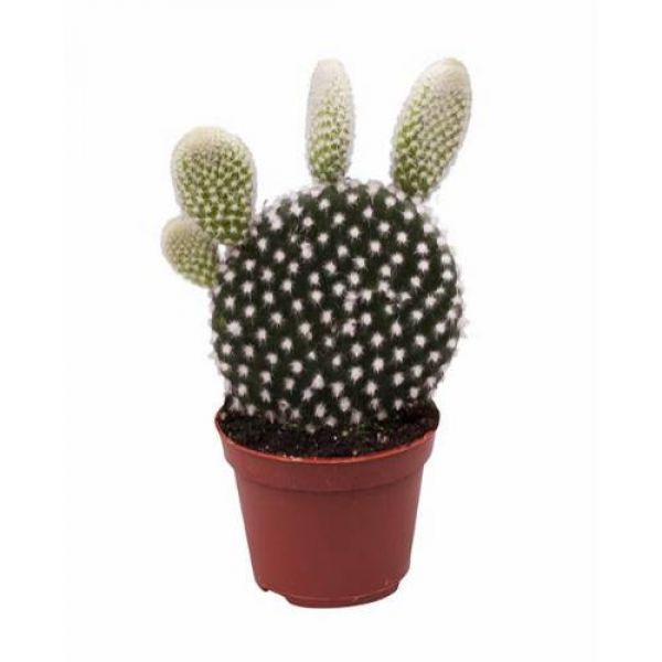 OPUNTIA MICRODASYS