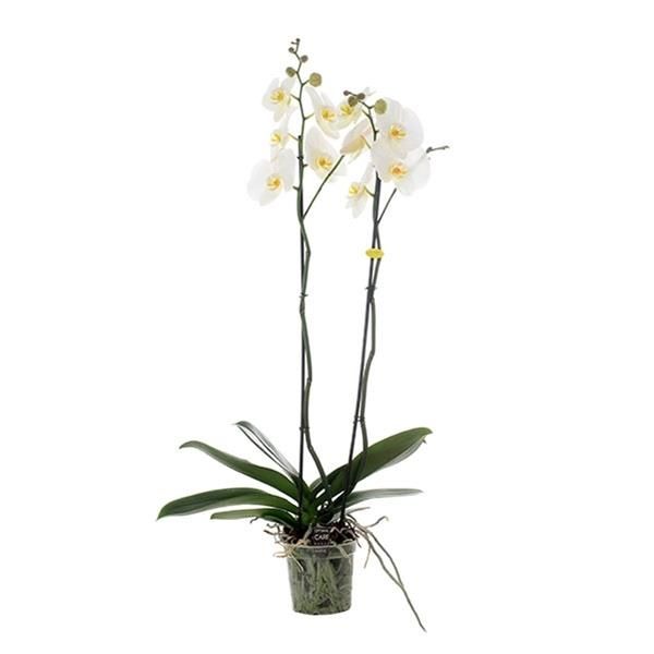 PHALAENOPSIS