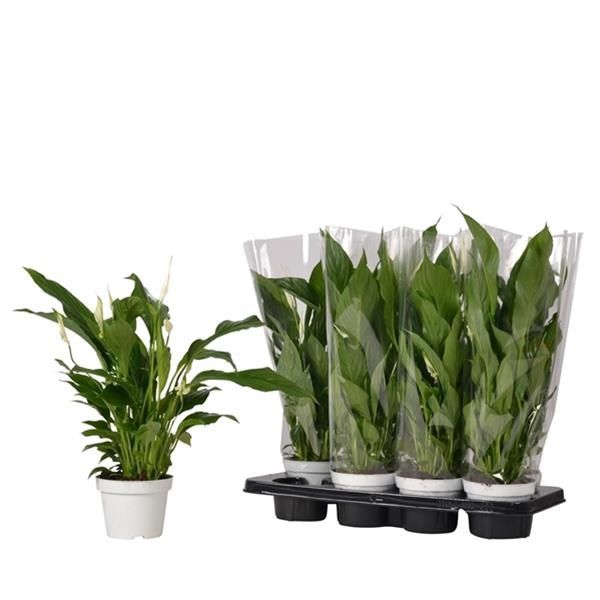 SPATHIPHYLLUM STRAUSS