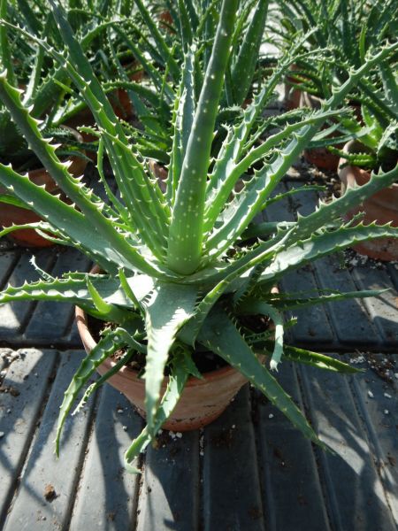 ALOE ARBORESCENS