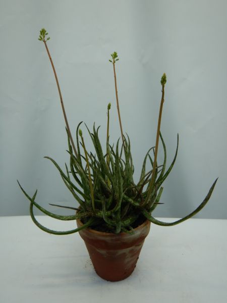 ALOE BAKERI