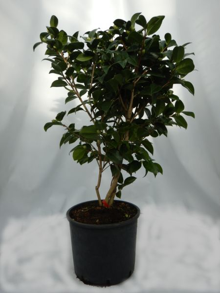 CAMELLIA JAPONICA